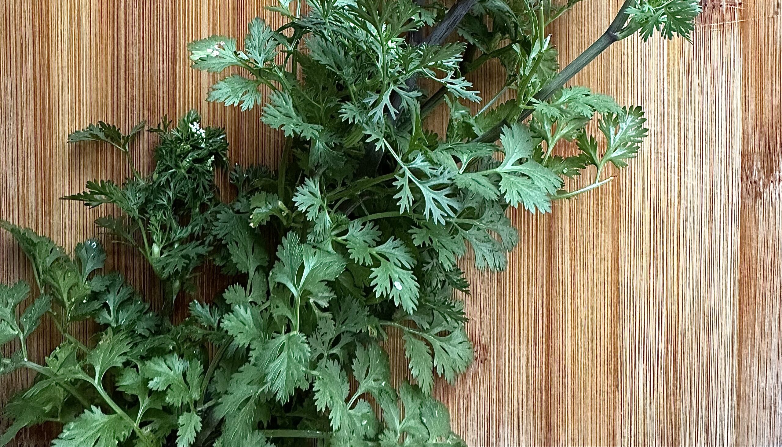 To cilantro or not to cilantro?